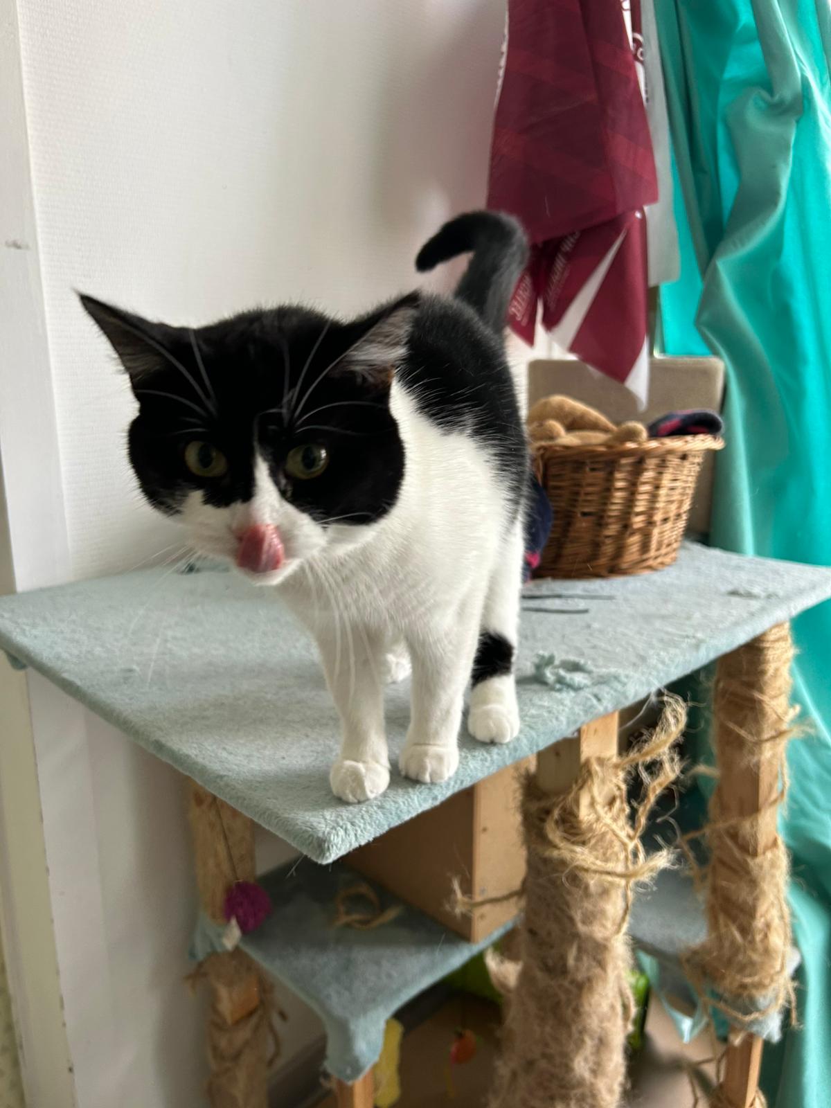 Jazz cherche une famille pour l'adopter - Image 2