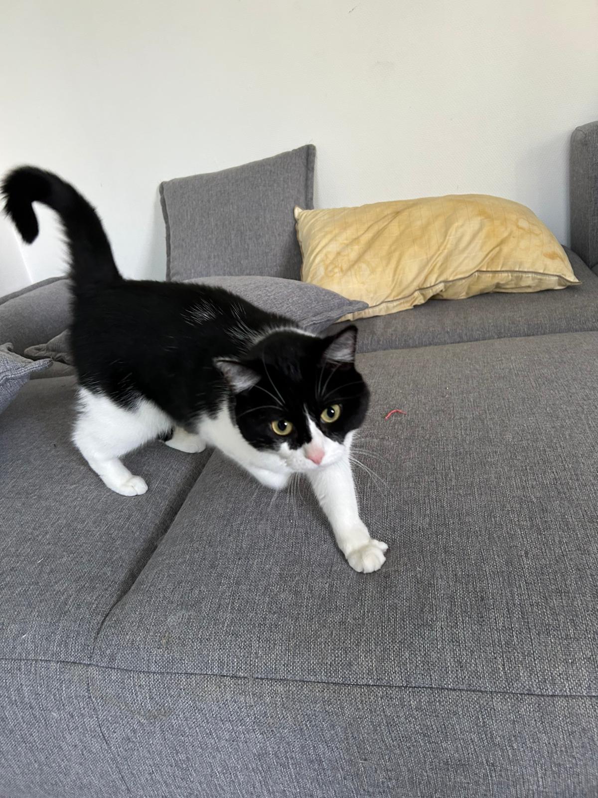 Jazz cherche une famille pour l'adopter - Image 3
