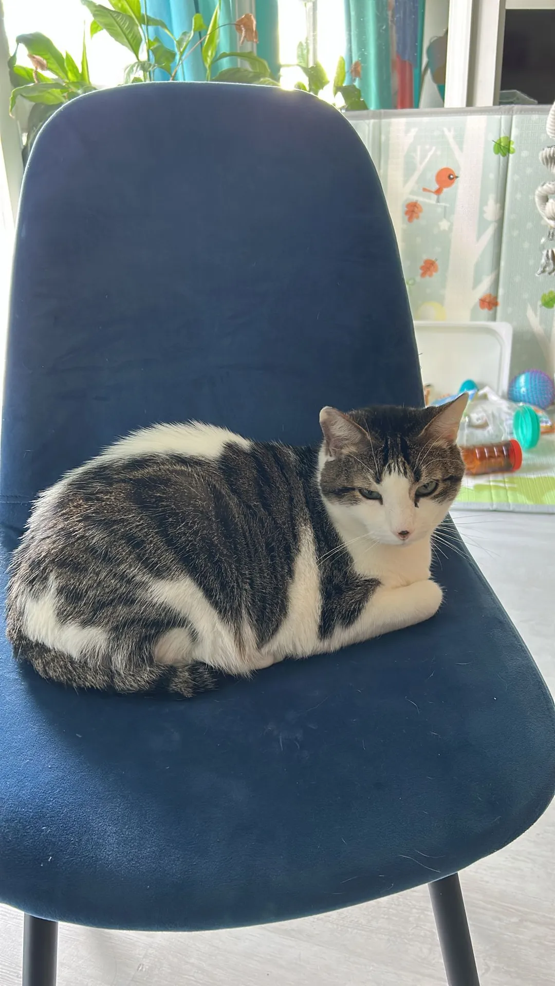 Samba cherche une famille pour l'adopter