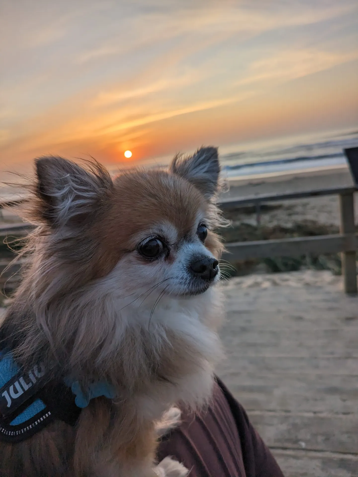 Hope, chihuahua femelle de 4 ans cherche sa nouvelle famille