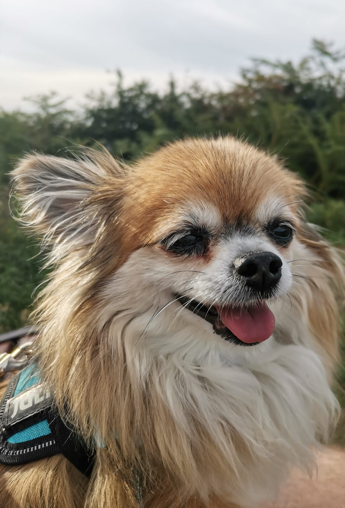 Hope, chihuahua femelle de 4 ans cherche sa nouvelle famille - Image 2