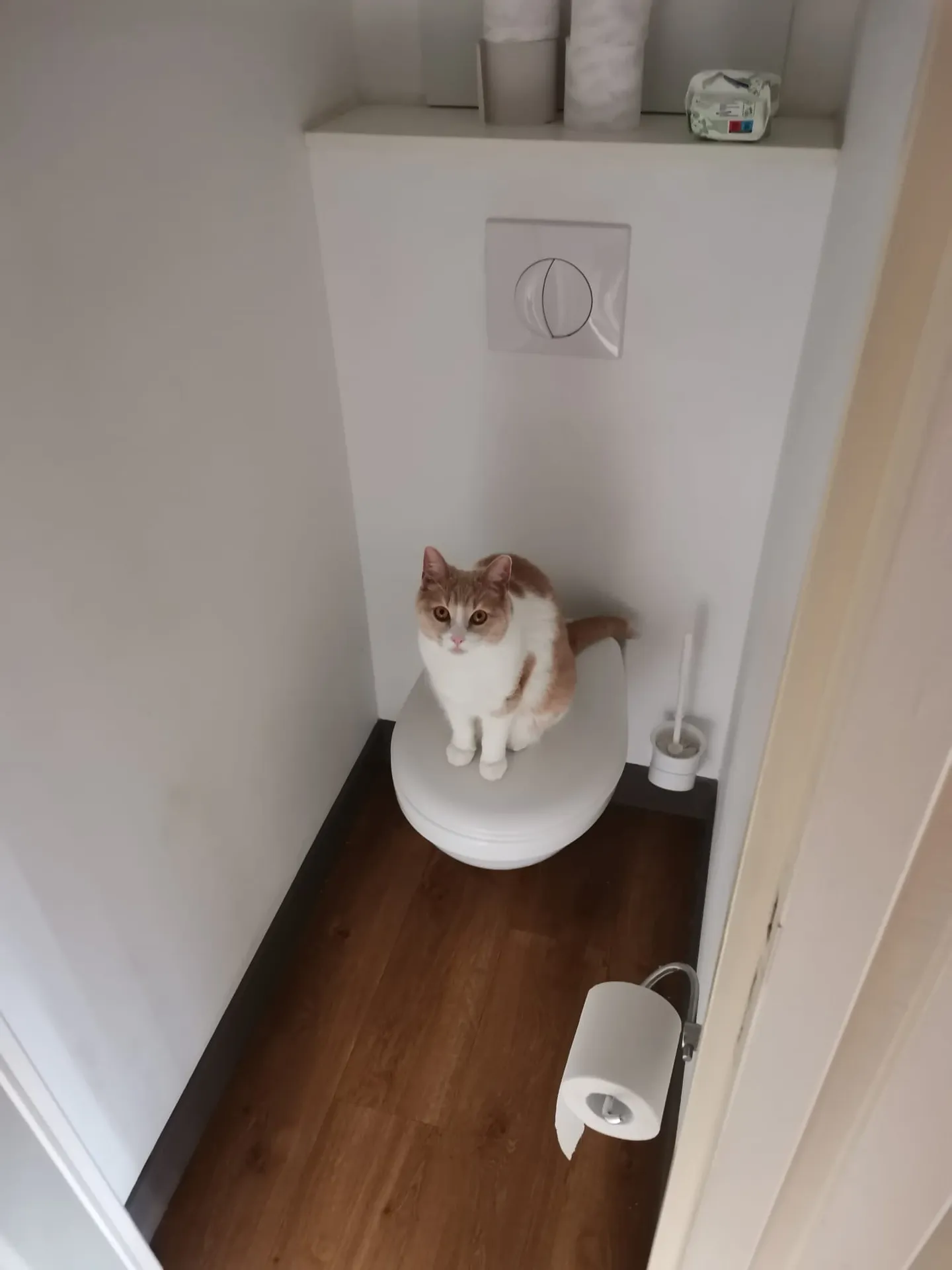Roudoudou chat de 5ans