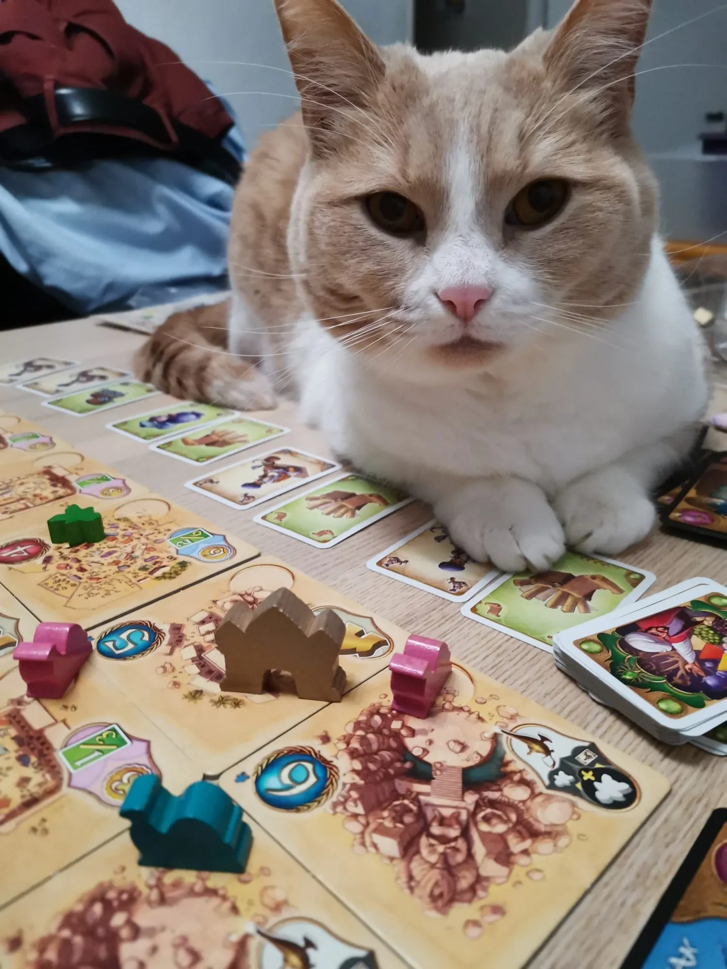 Roudoudou chat de 5ans - Image 2