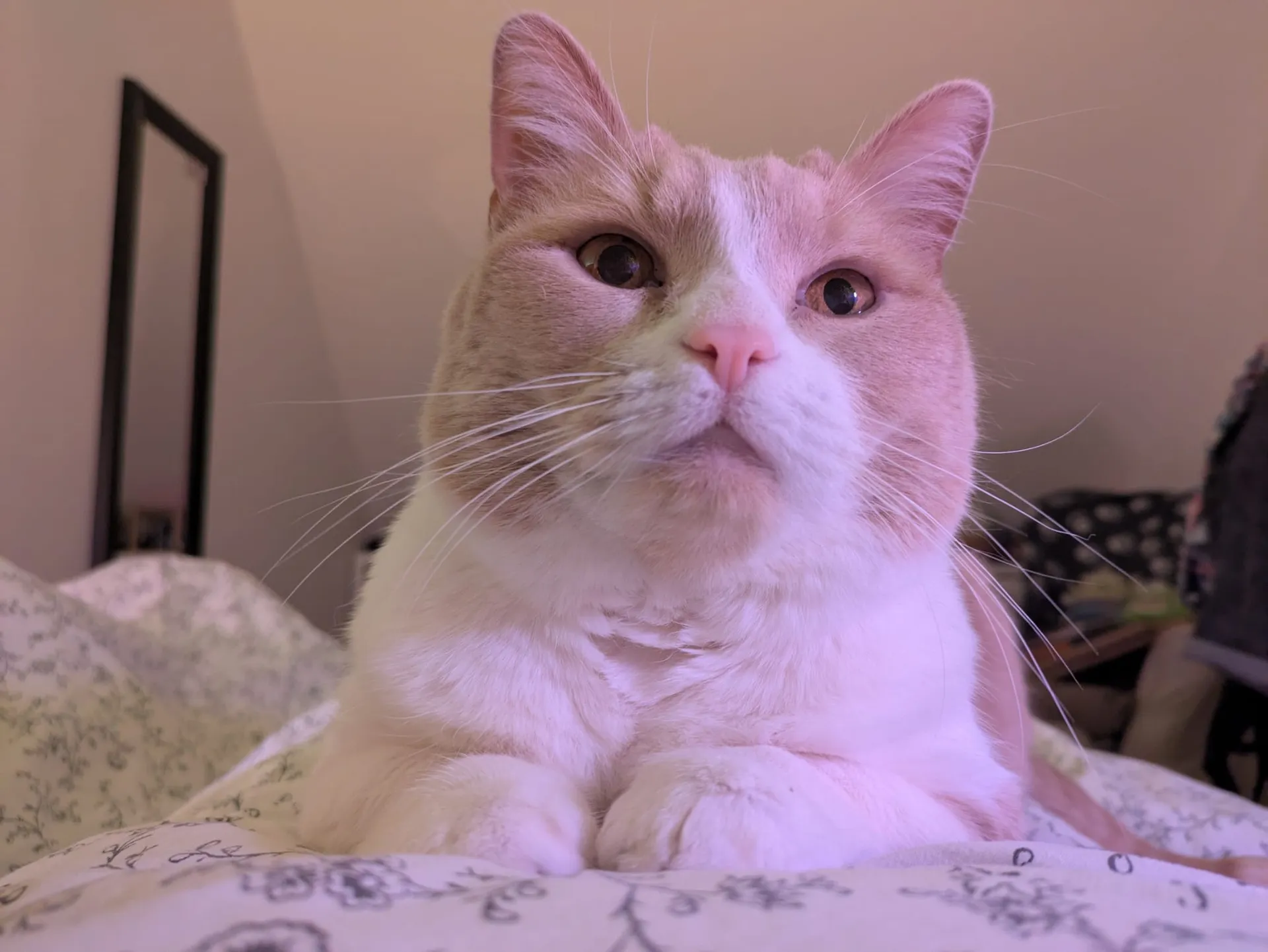 Roudoudou chat de 5ans - Image 3