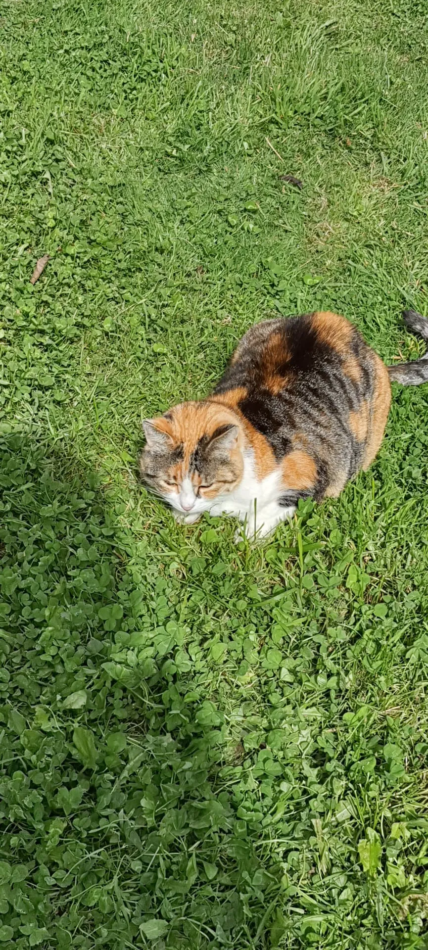 Lupita chatte de 3 ans cherche une famille
