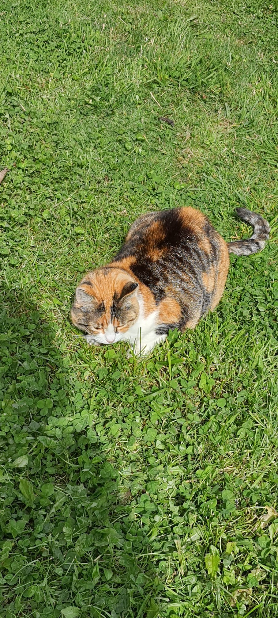 Lupita chatte de 3 ans cherche une famille - Image 2