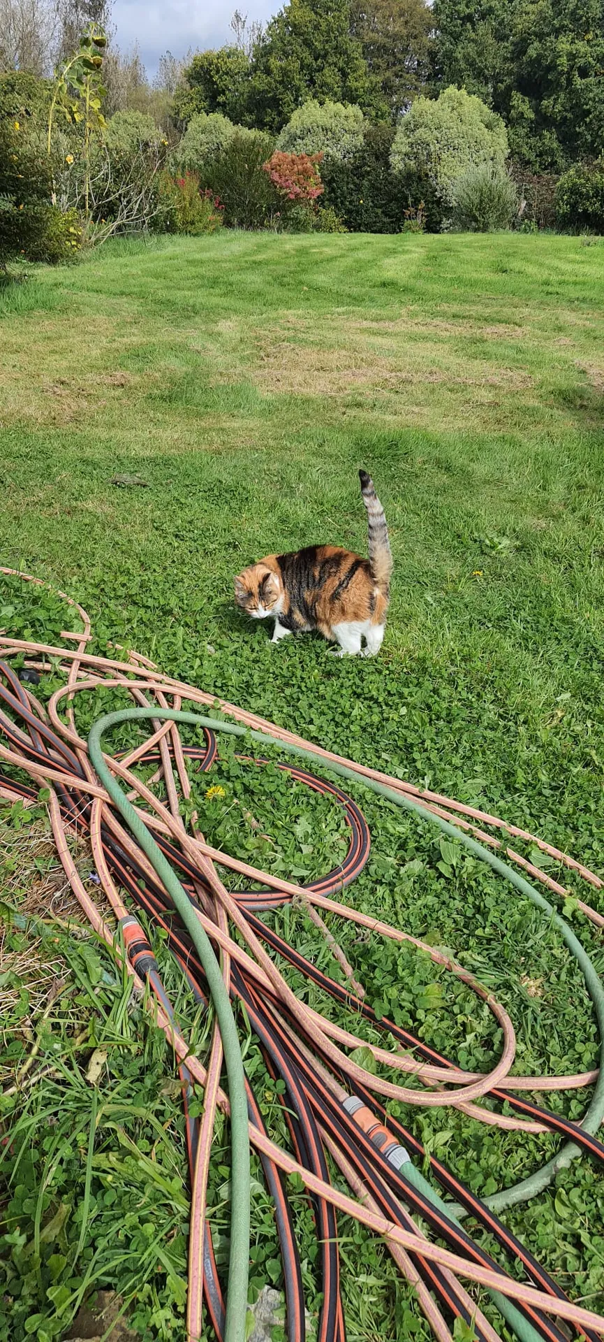 Lupita chatte de 3 ans cherche une famille - Image 3