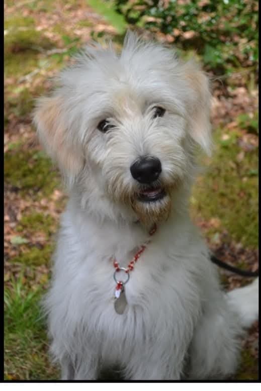 Pistache cherche une famille pour l'adopter - Image 2