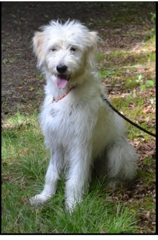 Pistache cherche une famille pour l'adopter - Image 3
