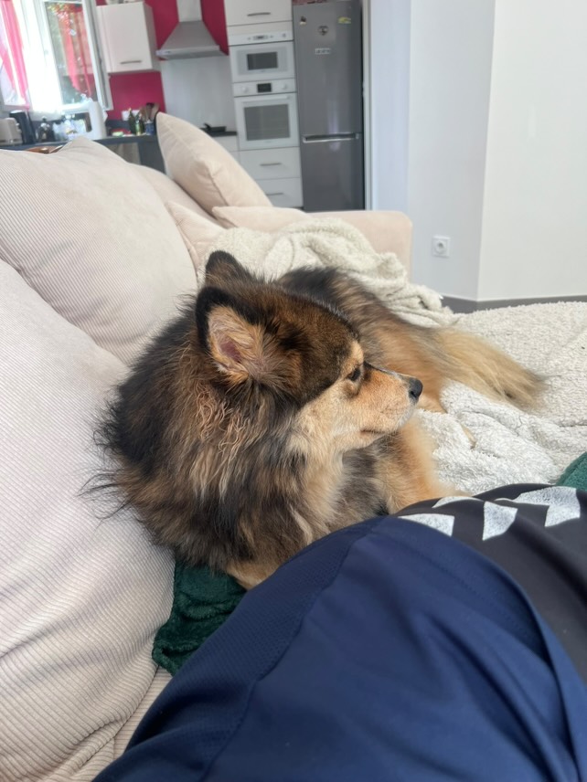 Loki cherche une famille pour l'adopter - Image 2