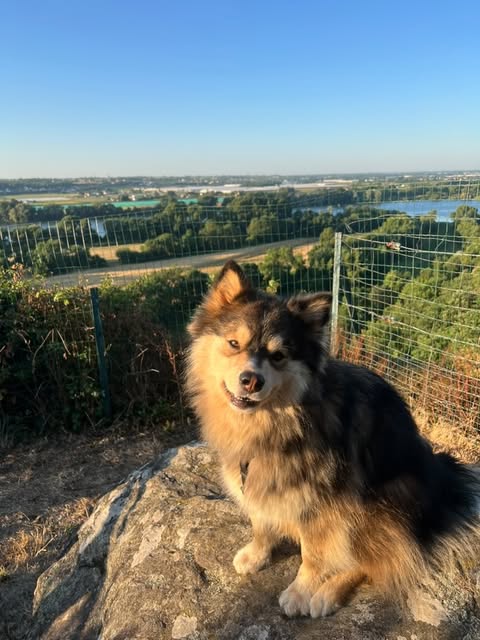 Loki cherche une famille pour l'adopter - Image 3