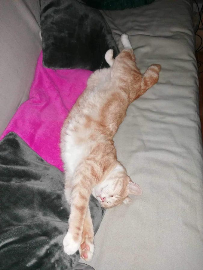 Fidji cherche une famille pour l'adopter - Image 2