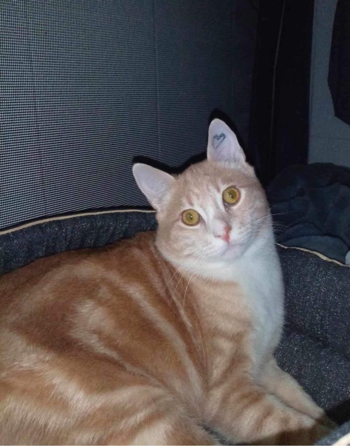 Fidji cherche une famille pour l'adopter - Image 3