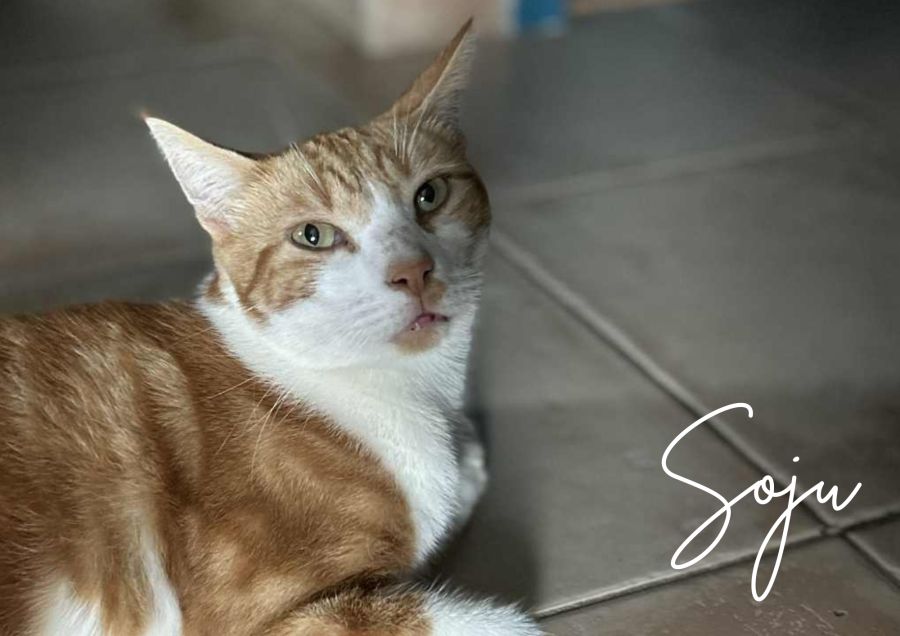 Soju cherche une famille pour l'adopter