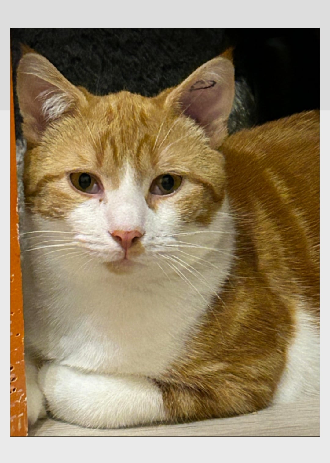 Soju cherche une famille pour l'adopter - Image 2