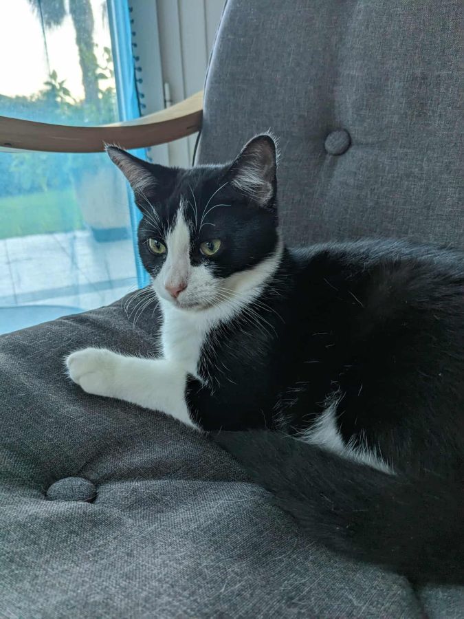 Mozhan cherche une famille pour l'adopter - Image 3