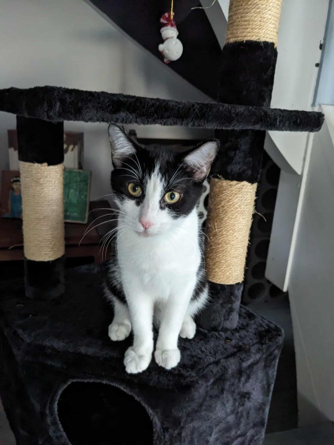 Lennix cherche une famille pour l'adopter - Image 2