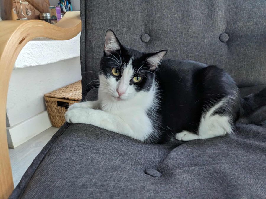 Lennix cherche une famille pour l'adopter - Image 3