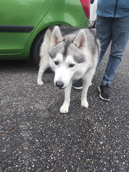 VODKA cherche une famille pour l'adopter - Image 2