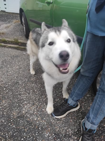 VODKA cherche une famille pour l'adopter - Image 3