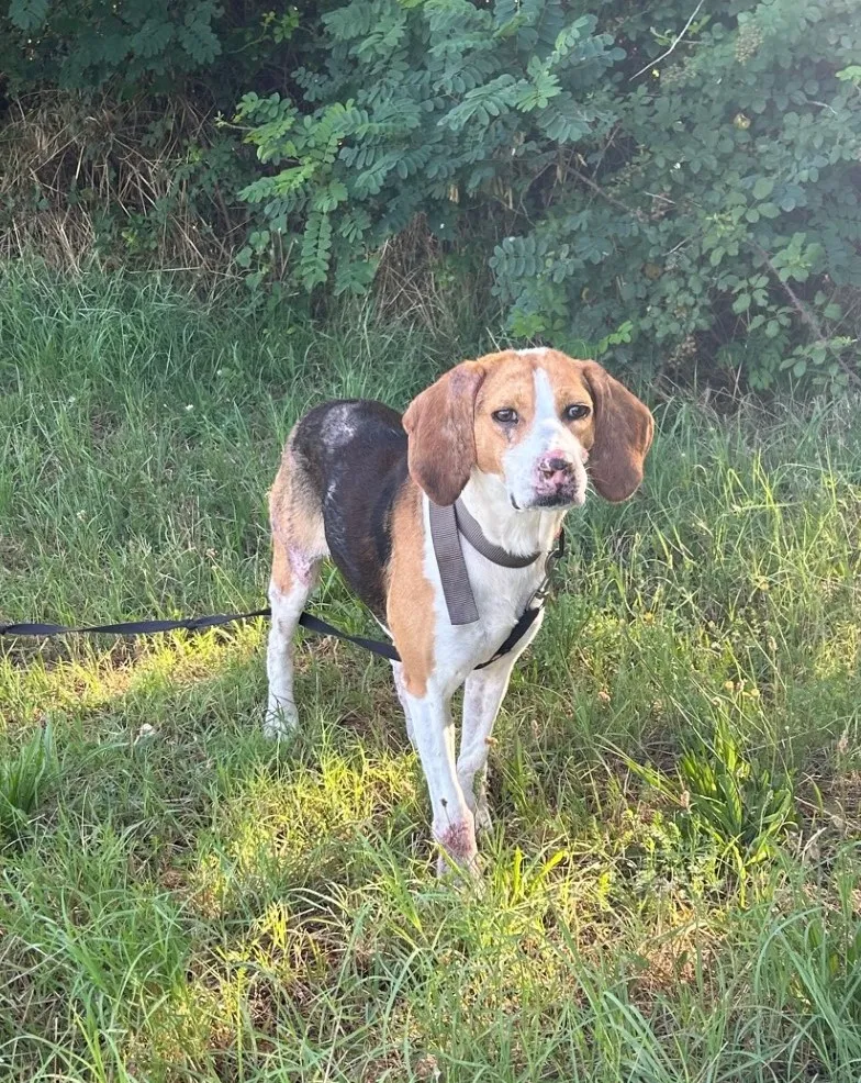 Paquerette cherche une famille pour l'adopter - Image 2