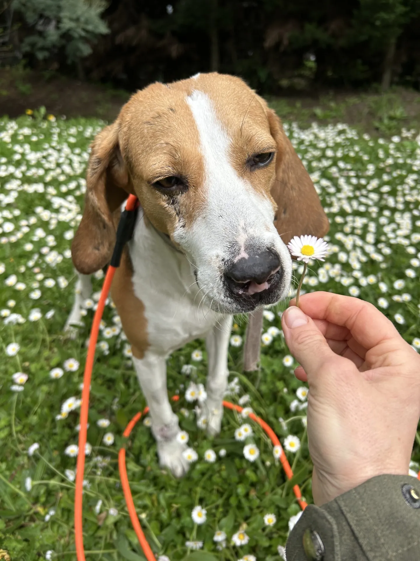 Paquerette cherche une famille pour l'adopter - Image 3