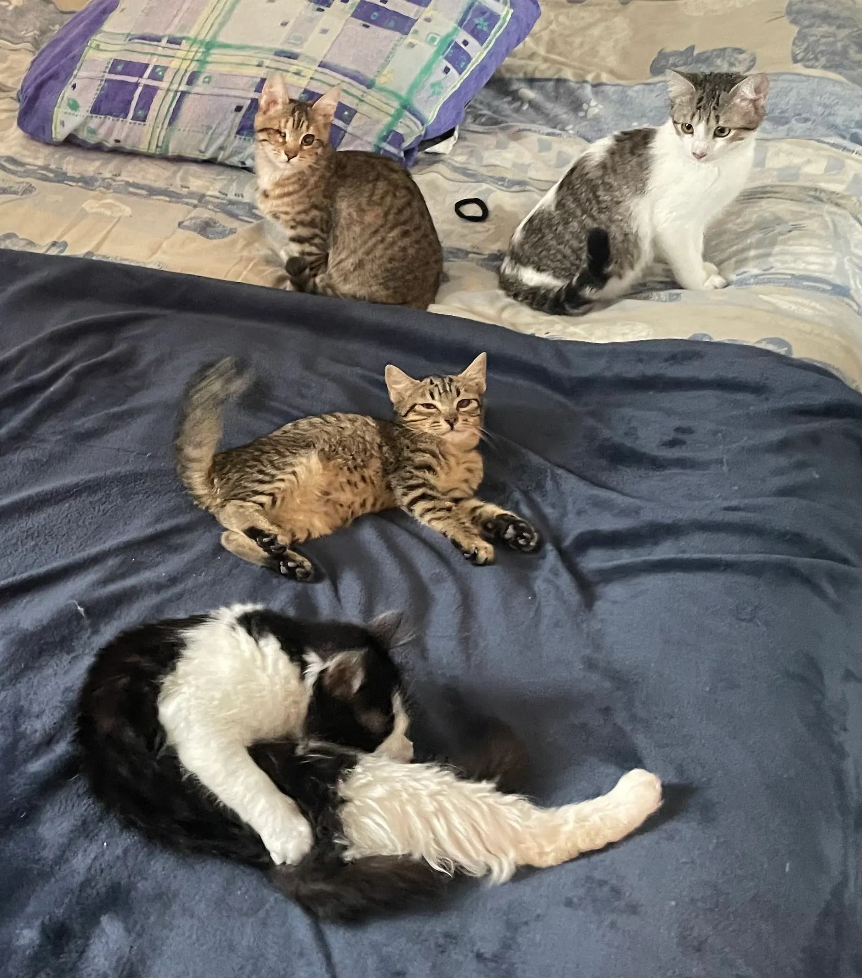 Millie cherche une famille pour l'adopter - Image 2