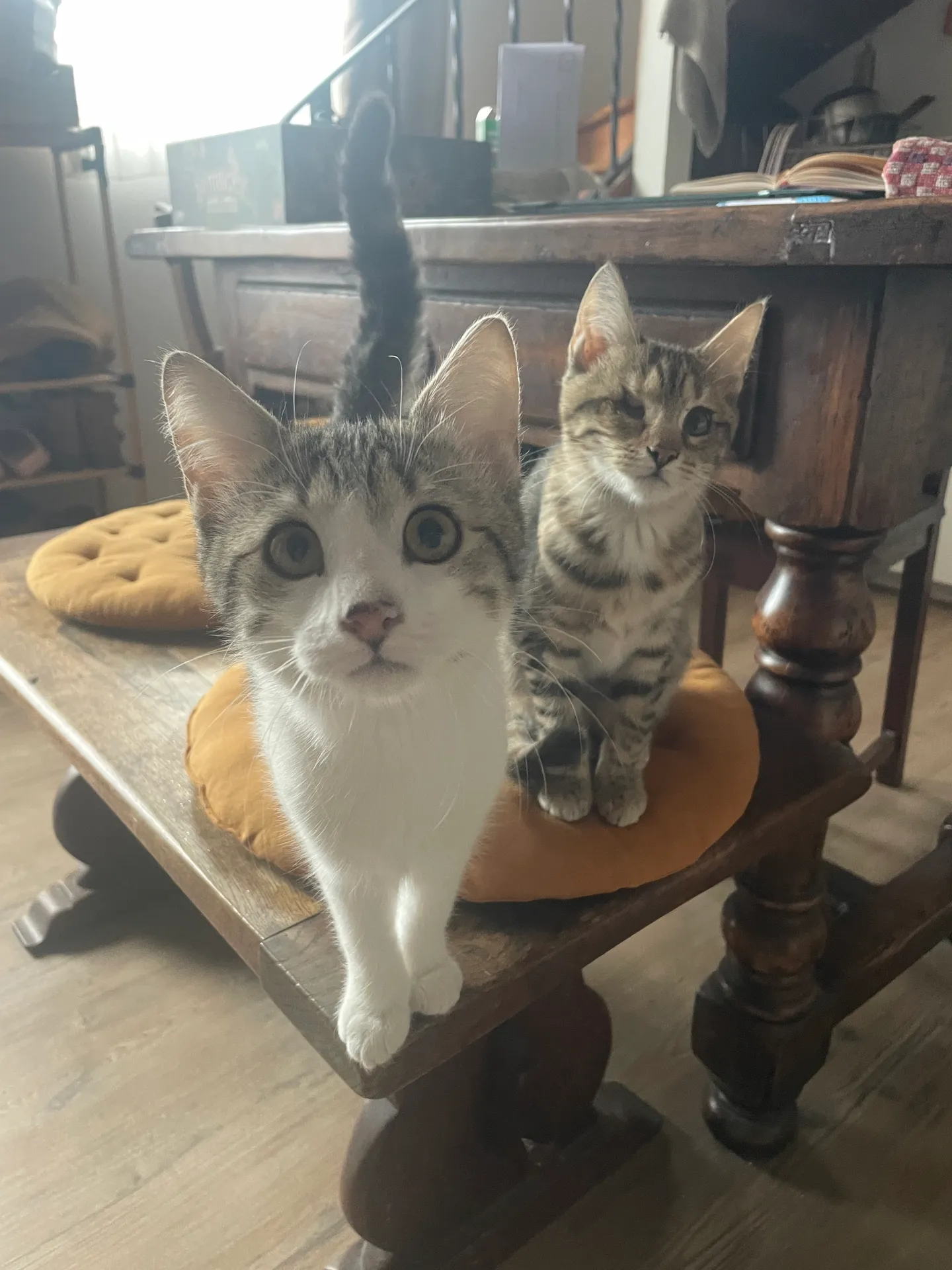 Millie cherche une famille pour l'adopter - Image 3