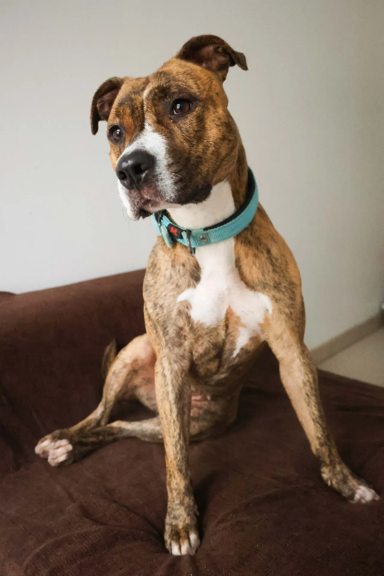 Bella cherche sa famille pour la vie