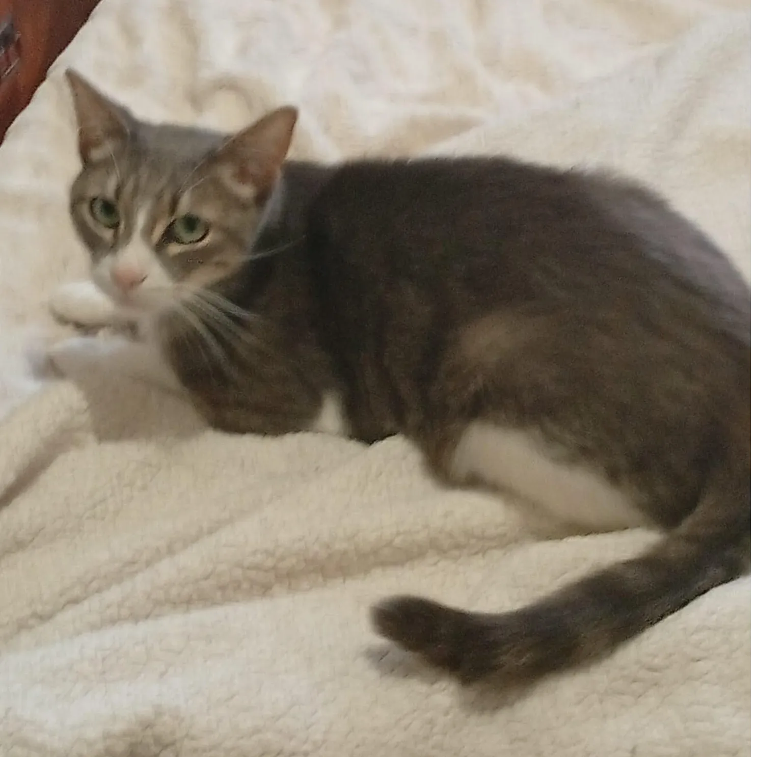 SMOKY cherche une famille pour l'adopter - Image 2