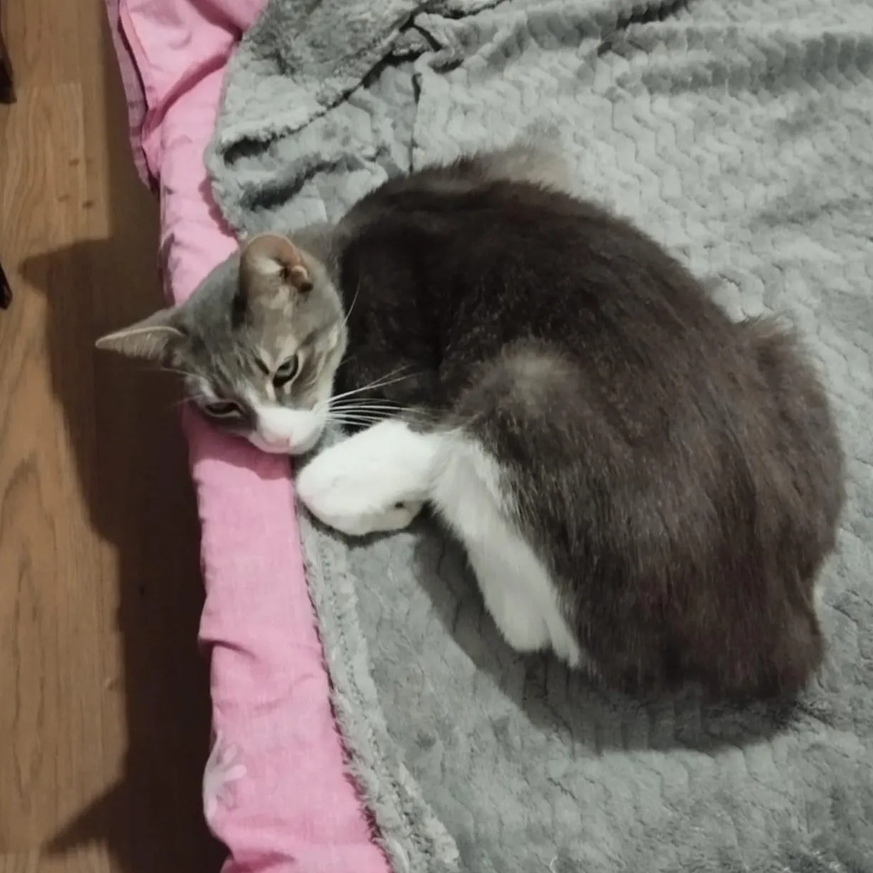 SMOKY cherche une famille pour l'adopter - Image 3