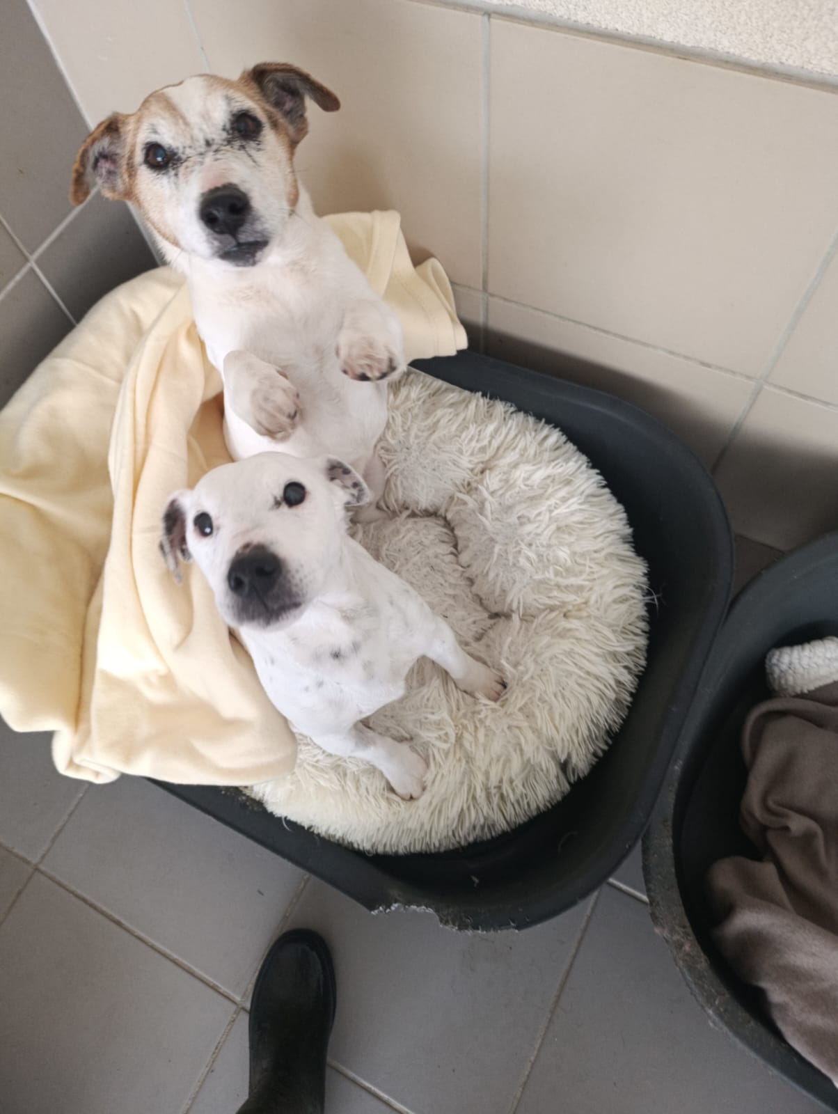 Izzy & Hadès à adopter ensemble