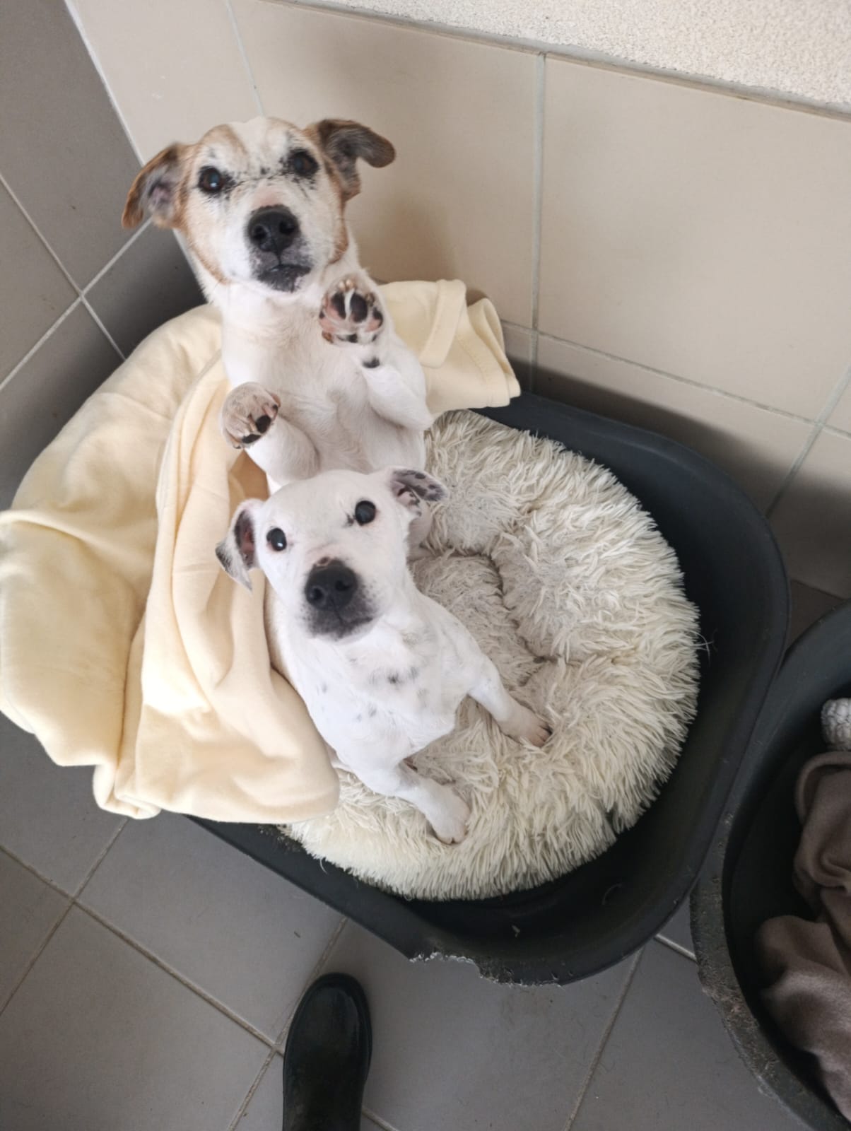 Izzy & Hadès à adopter ensemble - Image 2