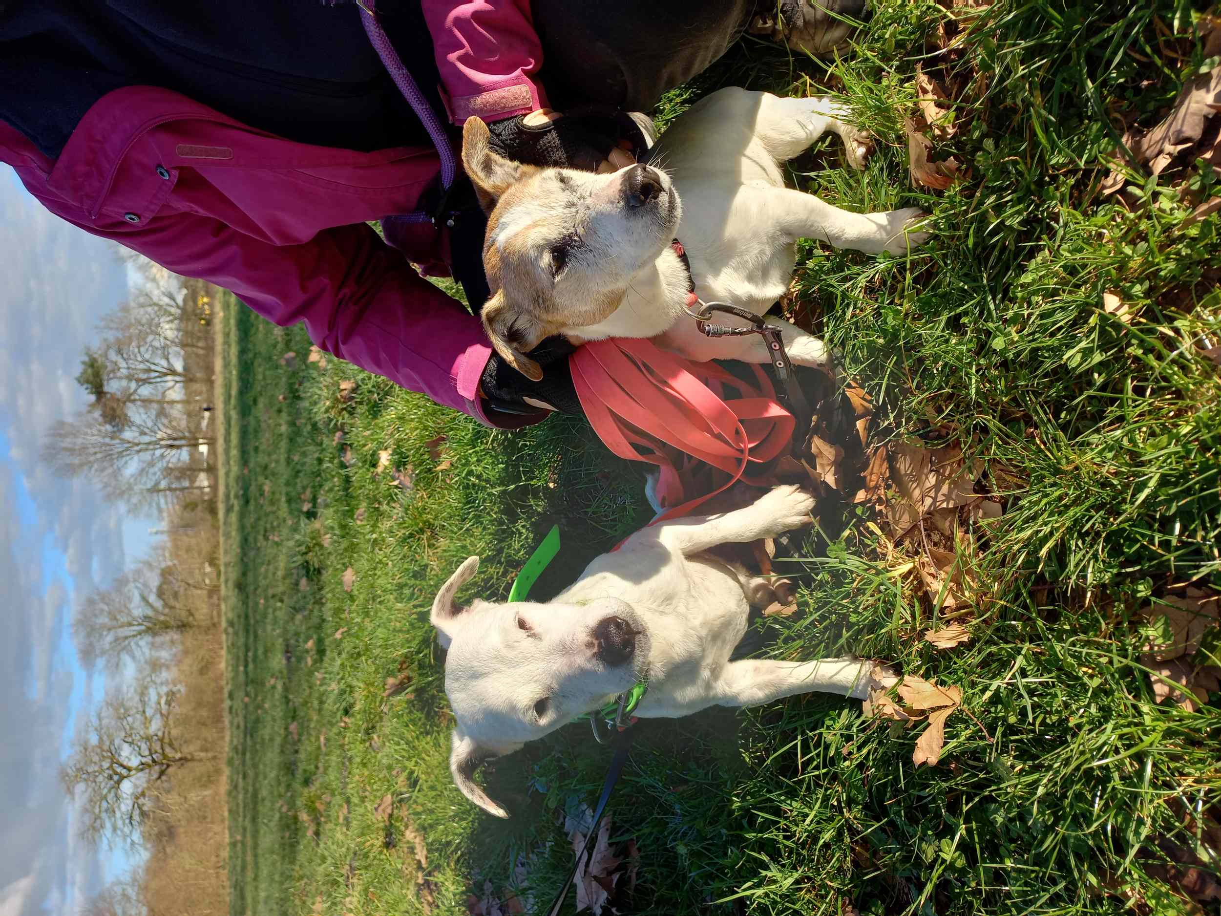 Izzy & Hadès à adopter ensemble - Image 3