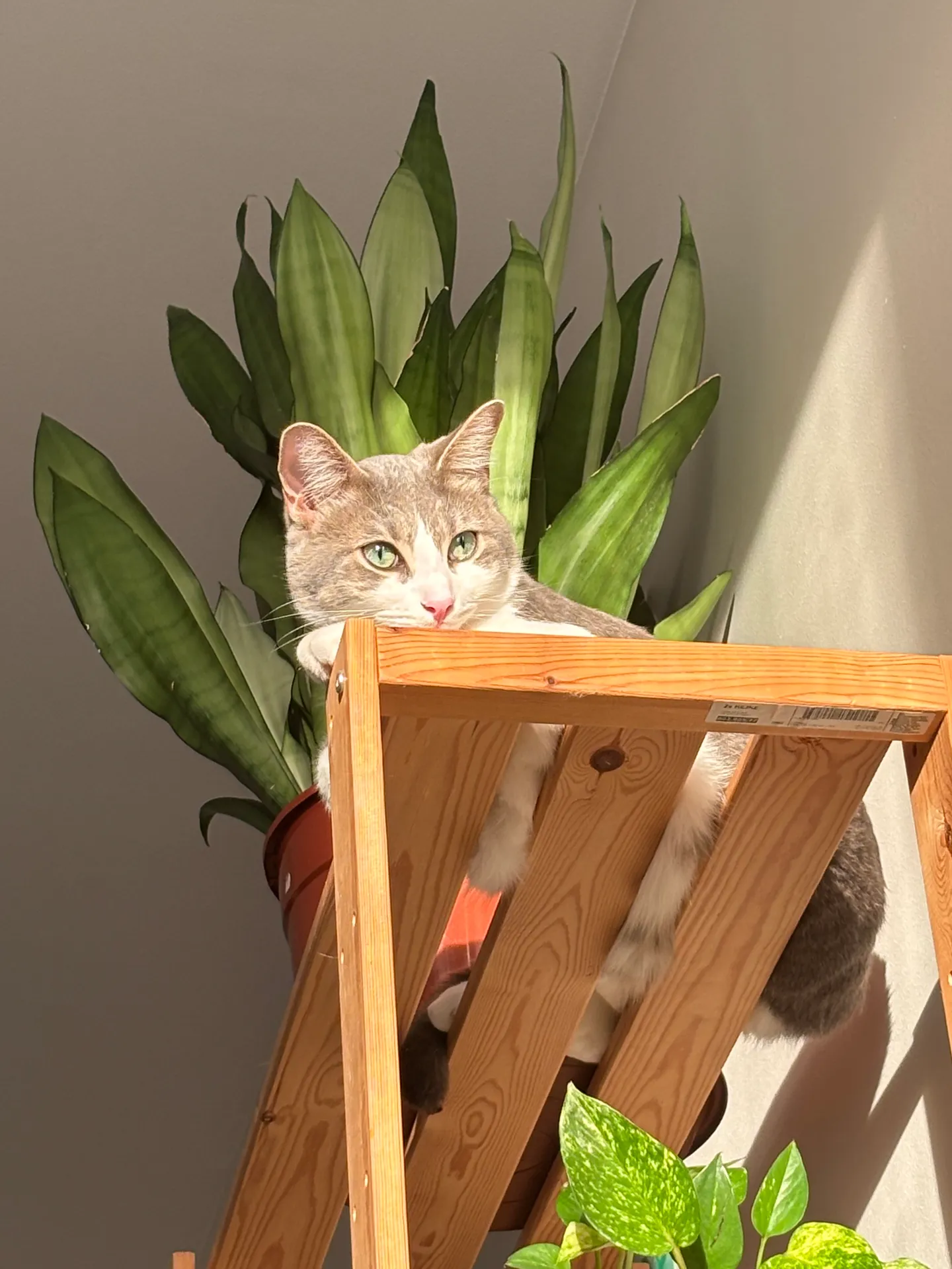 Hoy cherche une famille pour l'adopter - Image 2