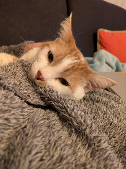 Rafale cherche une famille pour l'adopter