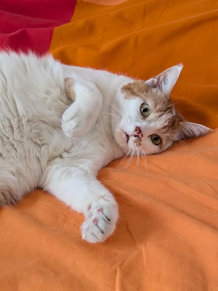 Rafale cherche une famille pour l'adopter - Image 2