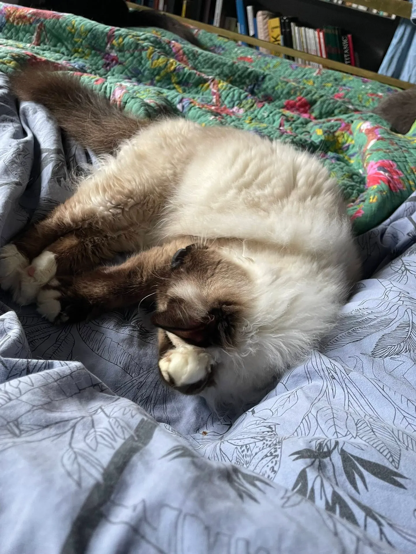 Helmut cherche une famille pour l'adopter - Image 2