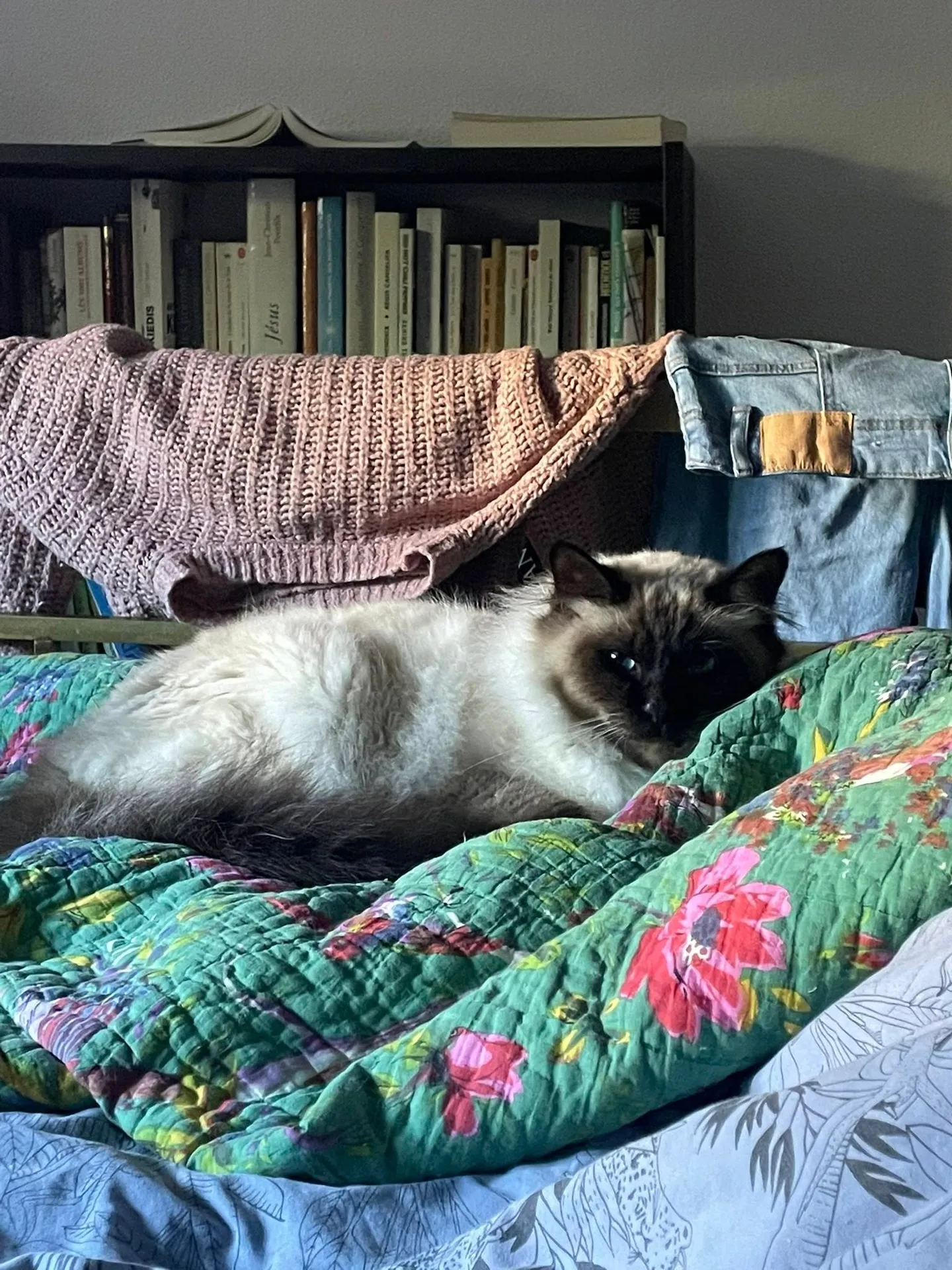 Helmut cherche une famille pour l'adopter - Image 3