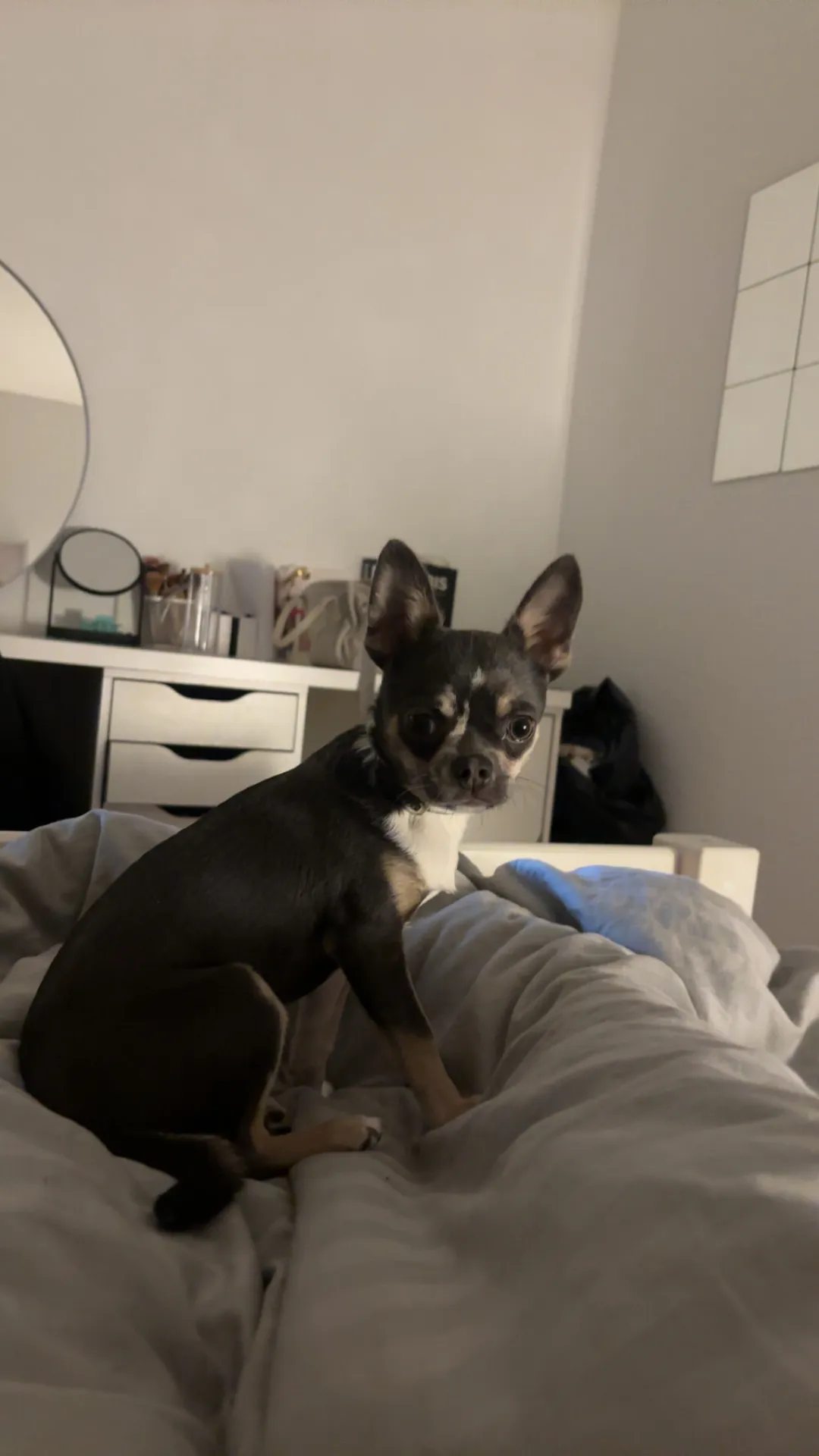Aïko  cherche une famille pour l'adopter - Image 3
