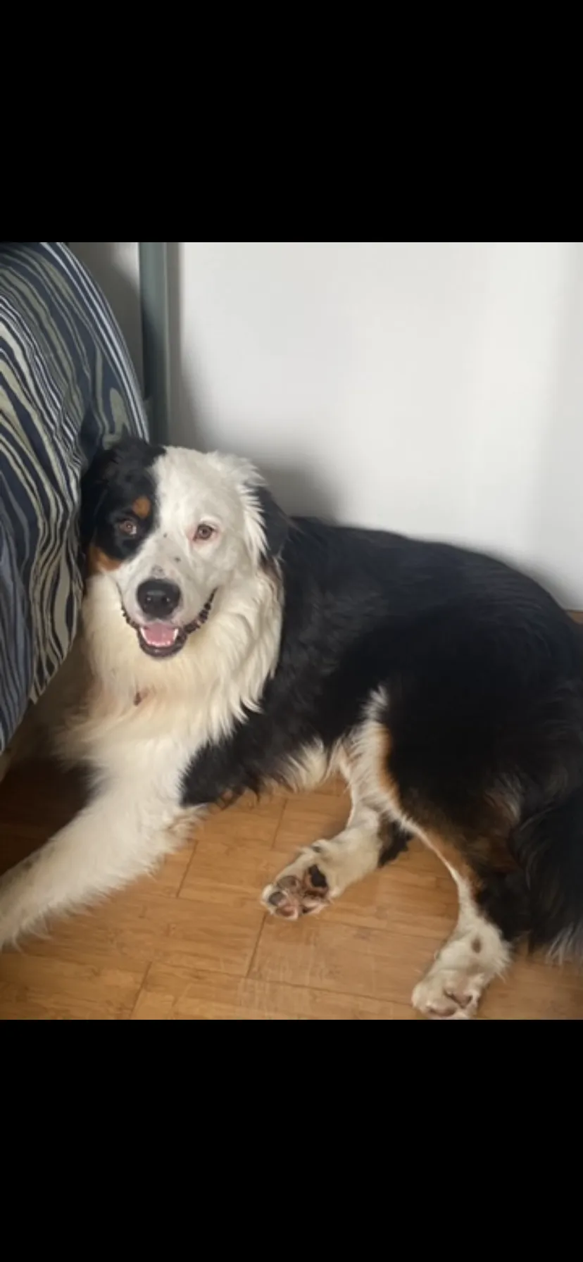 Snow ❤️ cherche une famille pour l'adopter - Image 3
