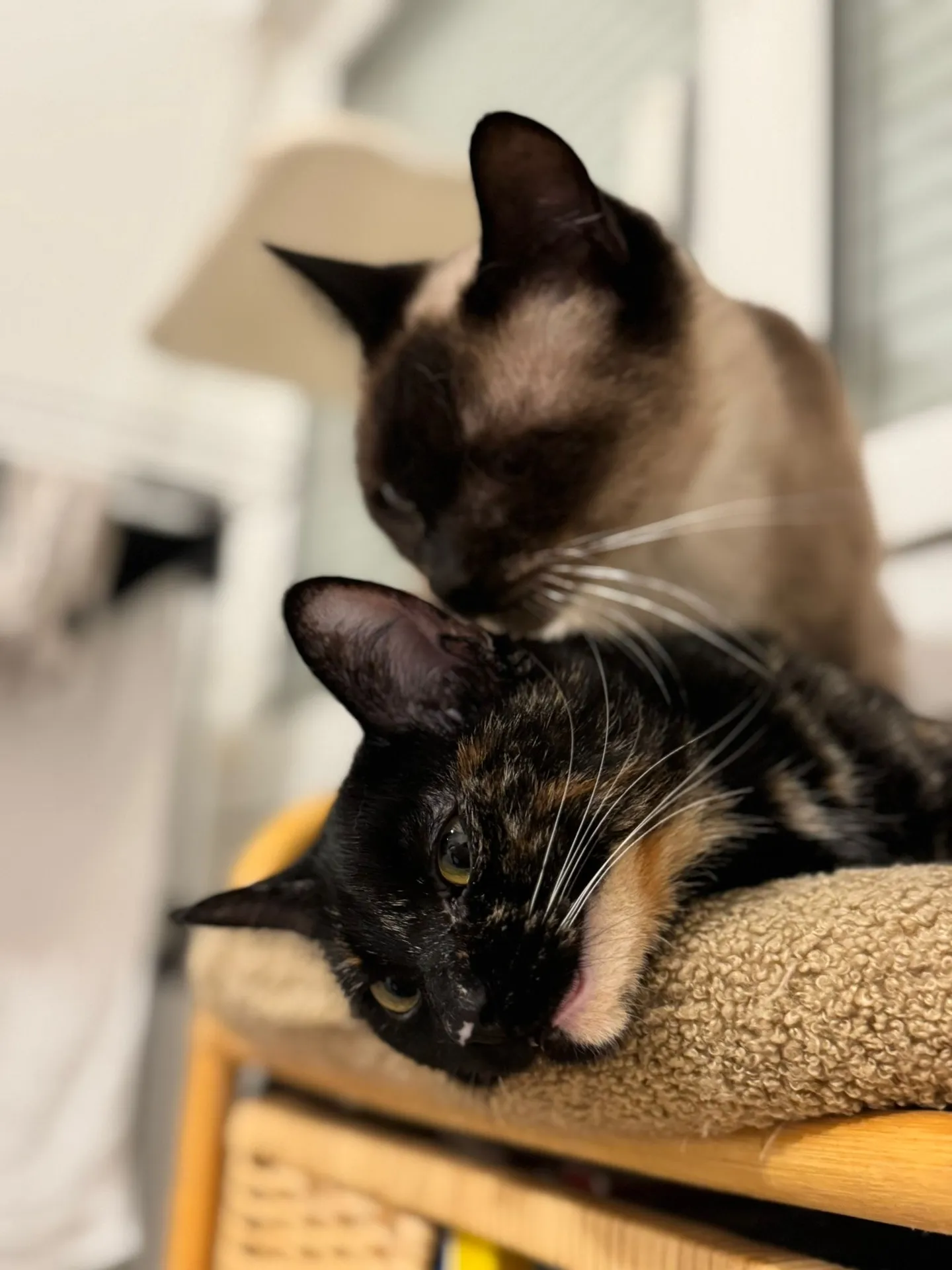 LUKA&BEBE