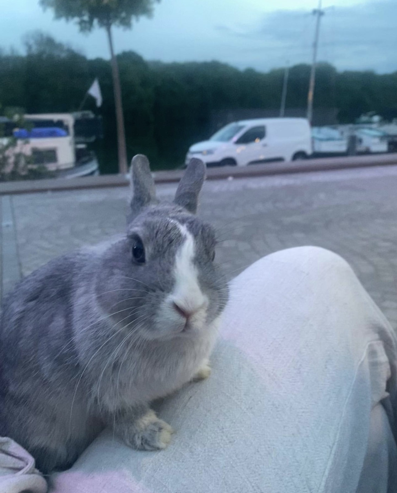 🐰 Recherche famille d’accueil pour Lamita 🐰 - Image 2