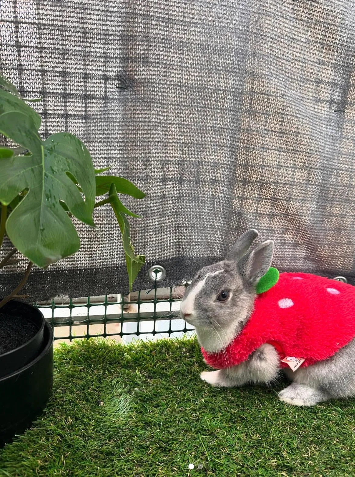 🐰 Recherche famille d’accueil pour Lamita 🐰 - Image 3