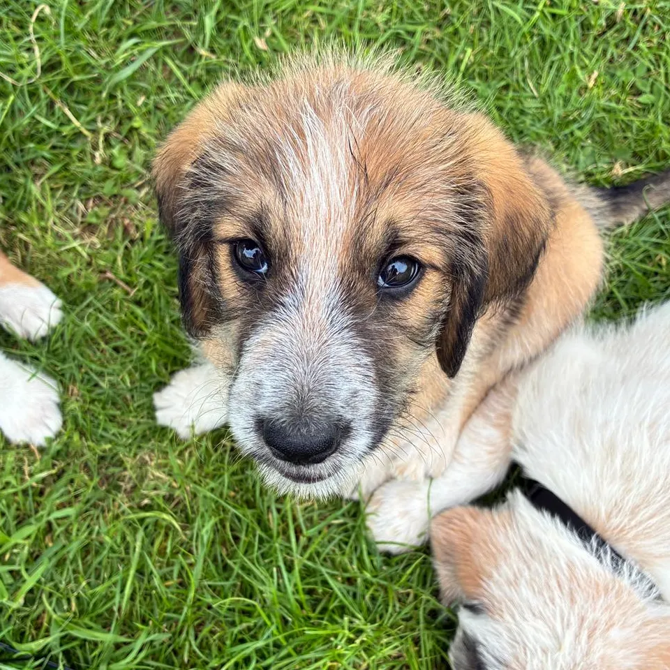 Je m'appelle COCO, j'aimerai faire un câlin avec toi 😍 - Image 2