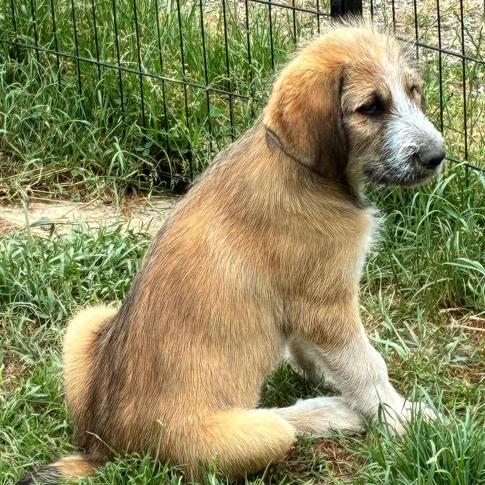 Je m'appelle COCO, j'aimerai faire un câlin avec toi 😍 - Image 3