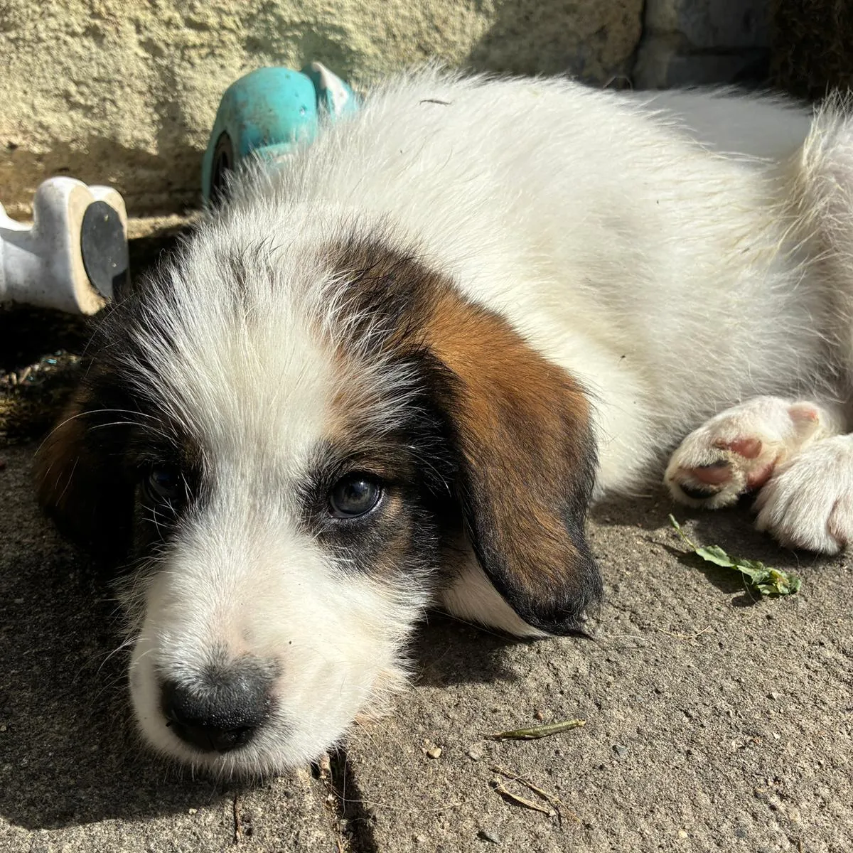 Je m'appelle SANSA, j'aimerai faire un câlin avec toi 😍 - Image 2