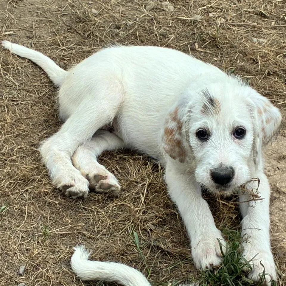 Je m'appelle BETSIE, tu viens me chercher ?