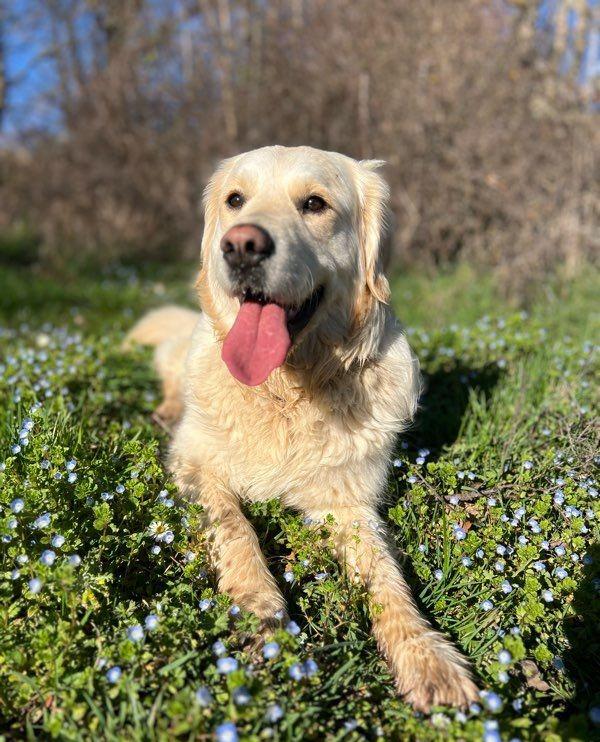 Chiots Golden Retriever LOF