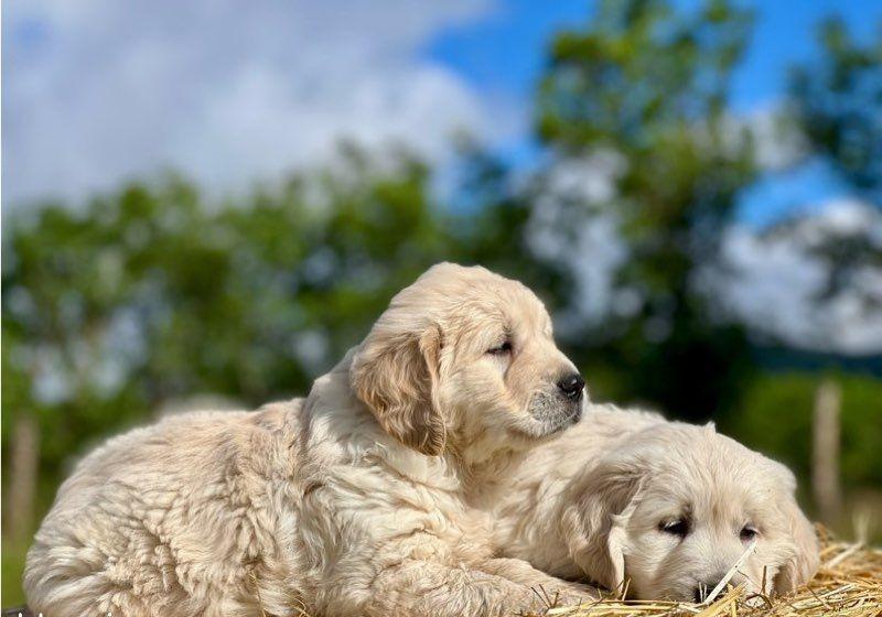 Chiots Golden Retriever LOF - Image 2